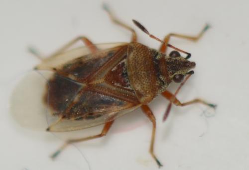 Réf. 271 559 : Kleidocerys resedae